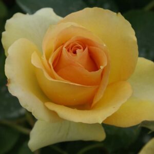 Harry-Oppenheimer.jpg Harry Oppenheimer Hybrid Tea Rose 5lt