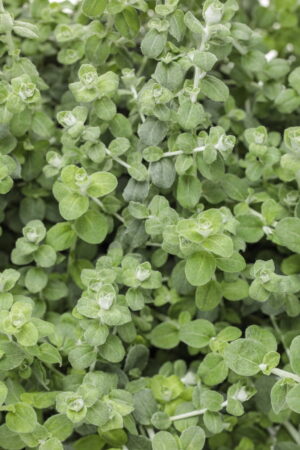 Helichrysum Petiolare 'Petite'  6 Pack