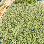 Helichrysum Cymosum 6 Pack