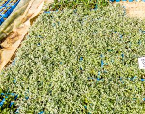 Helichrysum Cymosum 6 Pack