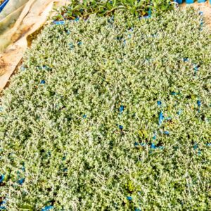 Helichrysum Cymosum 6 Pack