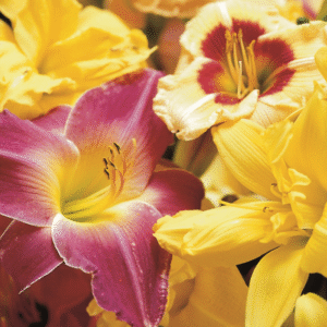 Hemerocallis-Day-Lily-Mixed.png Hemerocallis Day Lilies Mixed Bulbs