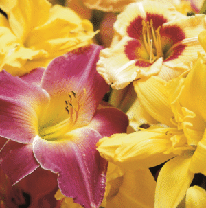 Hemerocallis Day Lilies Mixed Bulbs