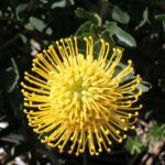 Leucospermum High Gold (pincushion) 22cm Pot