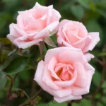 High Hopes Climbing Rose 5lt