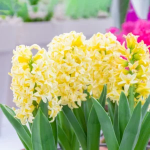 Hyacinths Bulbs-Yellow Hyacinths Bulbs-Yellow