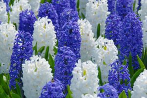 Hyacinths-mixed.jpg Hyacinths Bulbs-White and Blue Mix