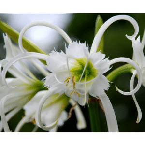 Hymenocallis (Spider Lily) Bulbs