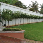 Lollipop/Standard Plants for sale at clicknplant nursery