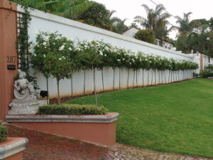 Lollipop/Standard Plants for sale at clicknplant nursery