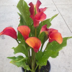 Zantedeschia Inferno Bulbs Zantedeschia Inferno Bulbs