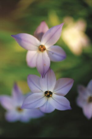 Ipheion-Bulbs.jpg Ipheion Bulbs (Spring Star Flower)-Value Pack