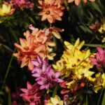 Ixias Mixed Bulbs