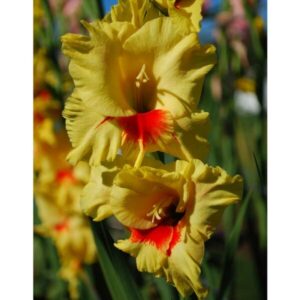 Jester-yellow-red-heart.jpg Gladioli Jester Bulbs