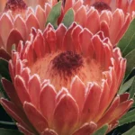 Protea Juliet 15cm Pot