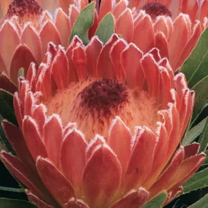 Protea Juliet 15cm Pot