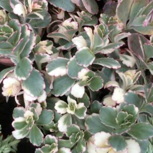 Kalanchoe Fedtschenkoi Variegata 128 Plug Tray