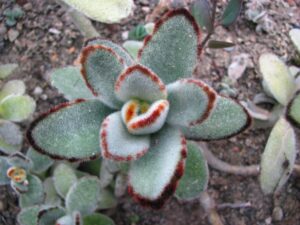 Kalanchoe Tomentosa 128 Plug Tray