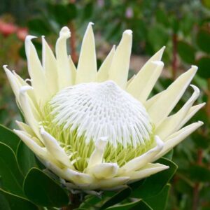King White Protea 17cm Pot