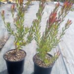 Leucadendron Harvest Girl 17cm