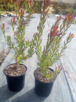 Leucadendron Harvest Girl 17cm