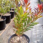 Leucadendron Safari Sunset 15cm Pot