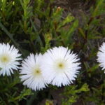 Lampranthus Reptans White 6 Pack