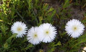 Lampranthus Reptans White 6 Pack