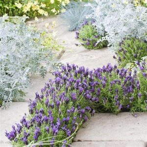 Lavender Bandera Purple 128 Plug Tray