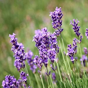 Lavender Margaret Roberts 4 Pack Tray