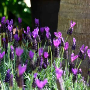 Lavender Stoechas Holland Supreme 12cm Pot
