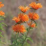 Leonotis-ocymifolia-17cm.jpg Leonotis Ocymifolia 17cm Pot