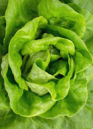 Lettuce Butter Green 6 pack