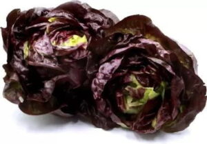 Lettuce Butter Red 6 pack