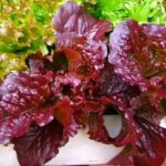 Lettuce Red Frill 6 pack