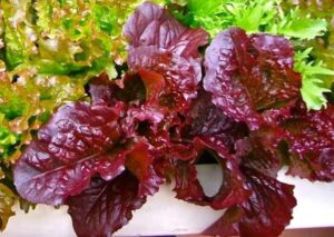 Lettuce Red Frill 6 pack