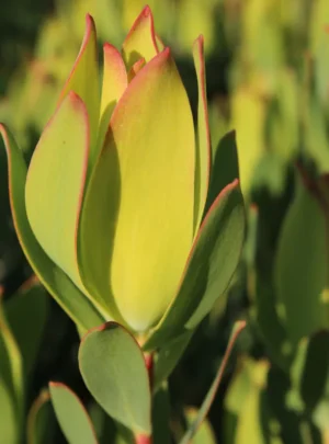 Leucadendron Ayoba® African Glow 15cm Pot