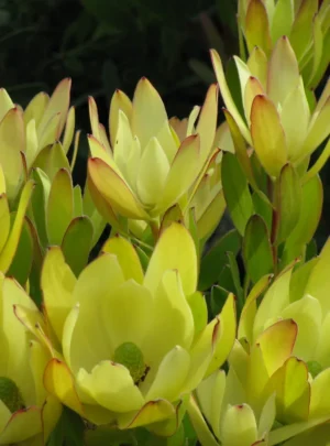 Leucadendron Golden Tulip 22cm Pot Leucadendron Golden Tulip 22cm Pot