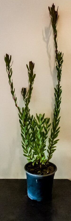 Leucadendron Harvest Girl 17cm