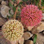 Leucospermum-Hullabaloo-pincushion-15cm-Pot.jpg Leucospermum Hullabaloo (pincushion) 15cm Pot