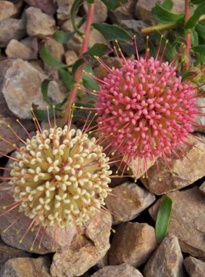 Leucospermum-Hullabaloo-pincushion-15cm-Pot.jpg Leucospermum Hullabaloo (pincushion) 15cm Pot