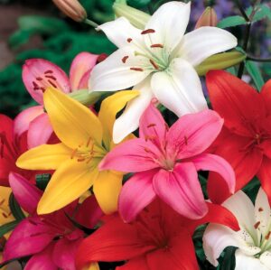 Lilium Bulbs (St Joseph Lily)