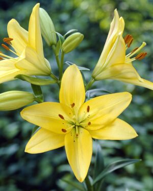 Lilium Bulbs (St Joseph Lily) for sale at clicknplant nursery Lilium Bulbs (St Joseph Lily) for sale at clicknplant nursery
