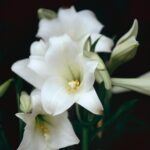 Lilium Longiflorum Bulbs - Snow Queen