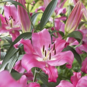 Lilium-Oriental-Trumpet-Robina.jpg Lilium Oriental Bulbs - Robina - Red