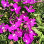 Lobelia Riviera Rose 4 Pack Tray