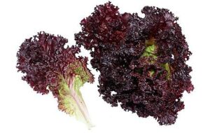 Lettuce Lolla Rossa 6pack
