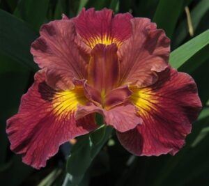Iris Louisiana-Red Snapper Bulbs