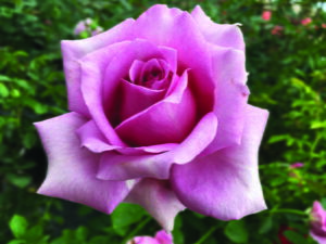Madiba Hybrid Tea Rose 5lt