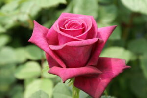 Majestic Burgundy Hybrid Tea Rose 5lt